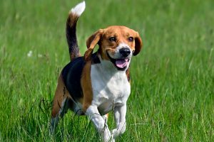 Raza-Beagle