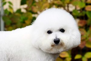 Raza-Bichon-frise