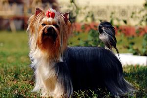 Raza-Yorkshire-terrier